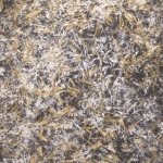 dsf0545